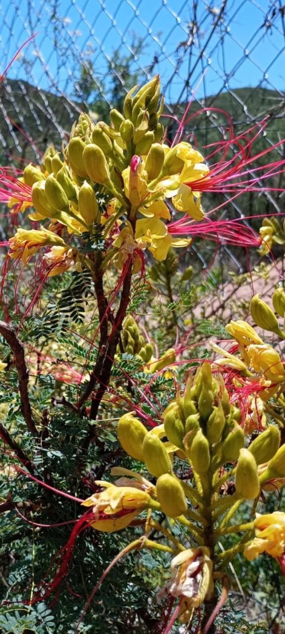 Loft Las Acacias 波特雷罗德洛斯弗内斯 外观 照片